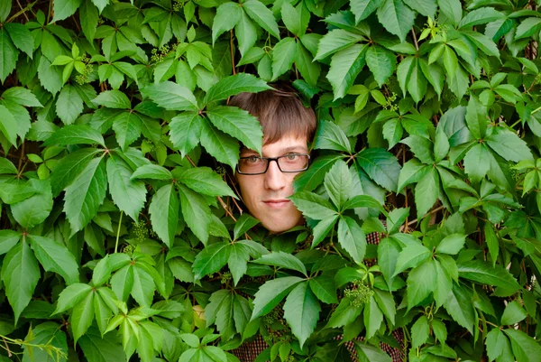 stock image Face among ivy.