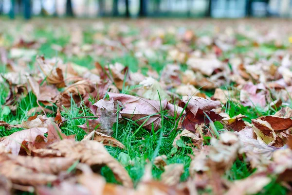 Fallen leaves lying on the grass. — Stock Photo, Image