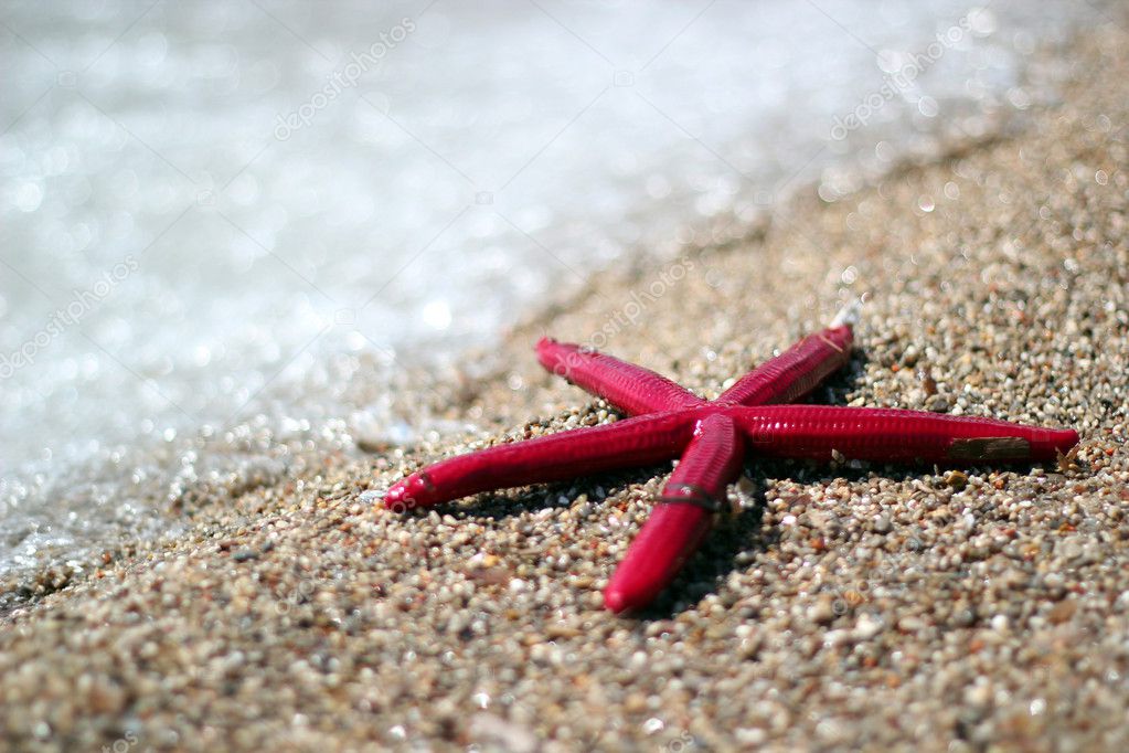 Starfish On A Tropical Beach
