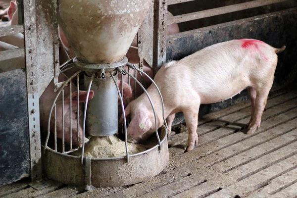 Поедание свиней — стоковое фото