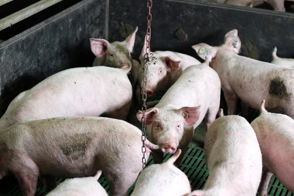 Интенсивное свиноводство — стоковое фото
