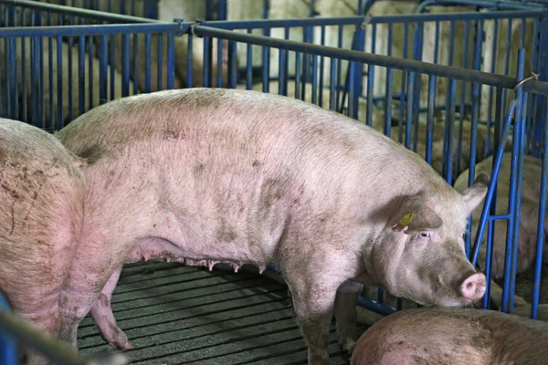 Свиная ферма — стоковое фото