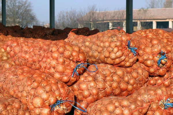 Entrepôt agricole - Sacs en maille d'oignon rouge — Photo