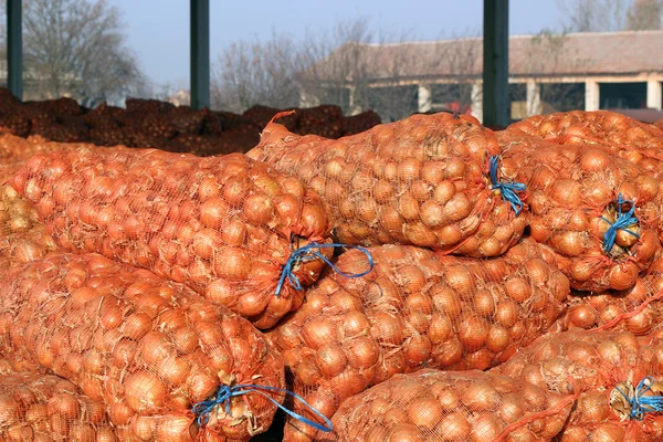 Mezőgazdasági raktár - lilahagyma hálós táska — Stock Fotó