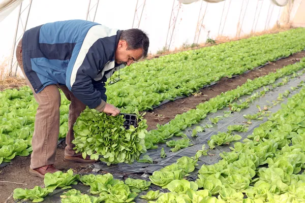 Senior Man Planting Lettuce — Stock Photo, Image