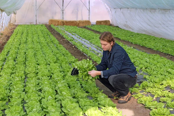 Joven agricultor en invernadero —  Fotos de Stock