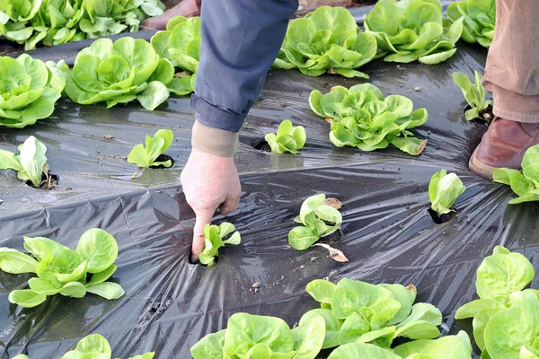 Органический салат в теплице — стоковое фото
