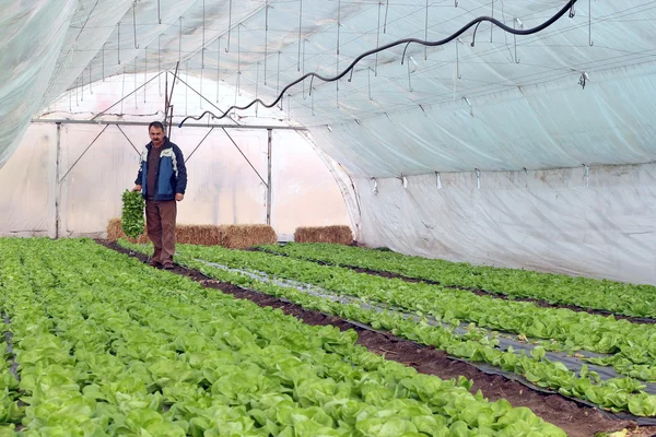 Greenhouse Vegetable Production — Stock Photo, Image