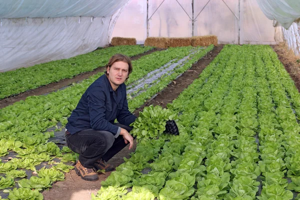 Cultivador de hortalizas de invernadero —  Fotos de Stock