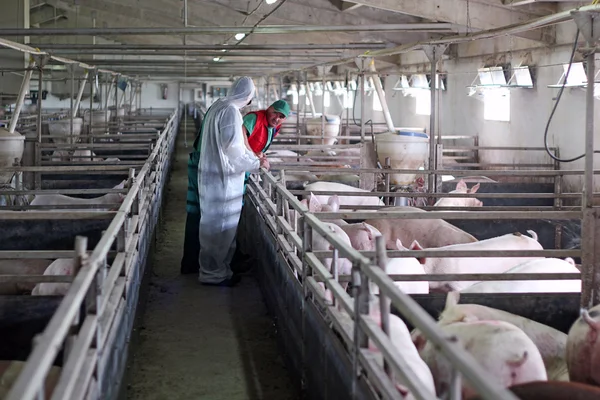 Pig mezőgazdasági dolgozók — Stock Fotó