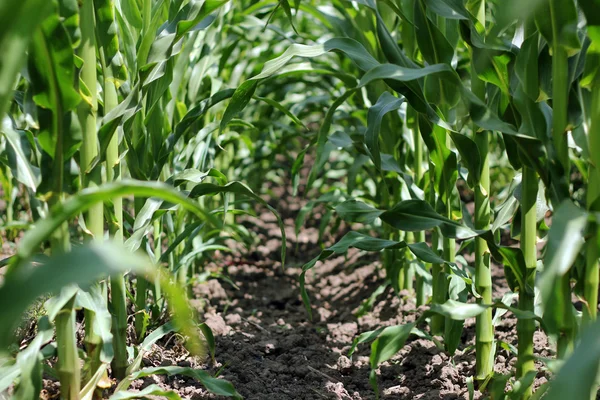 Dentro de un campo de maíz — Foto de Stock