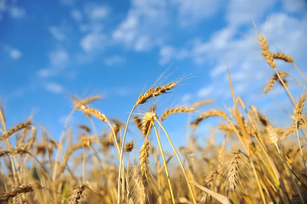 stock image Wheat and sky