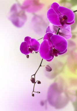 Purple orchid clipart