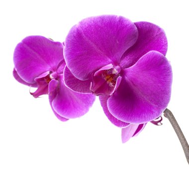 Mor orkide