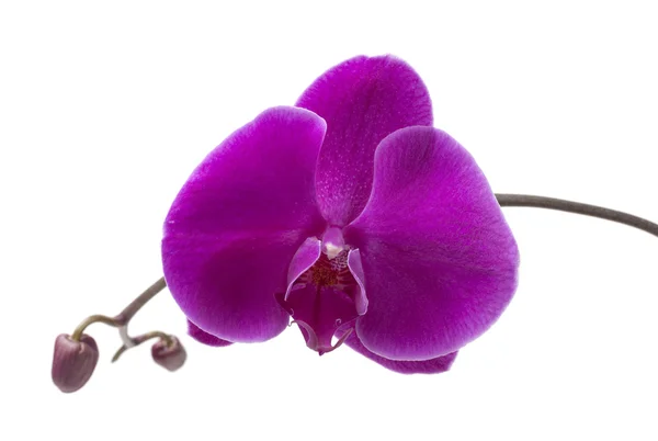 stock image Purple orchid