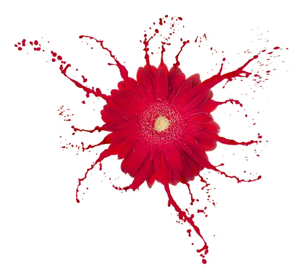 红色的花 — 图库照片