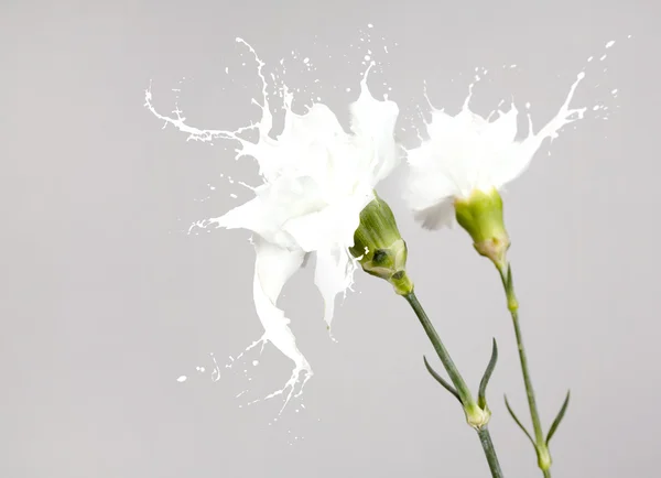 Splash λευκό λουλούδια — Φωτογραφία Αρχείου