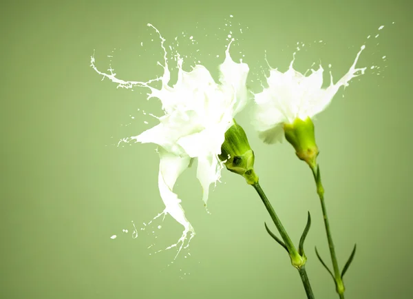화이트 스플래쉬 꽃 — 스톡 사진