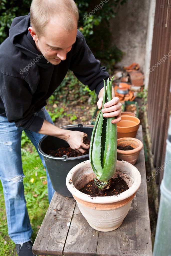 jardinier rempoter les plantes jeunes aloe vera ...