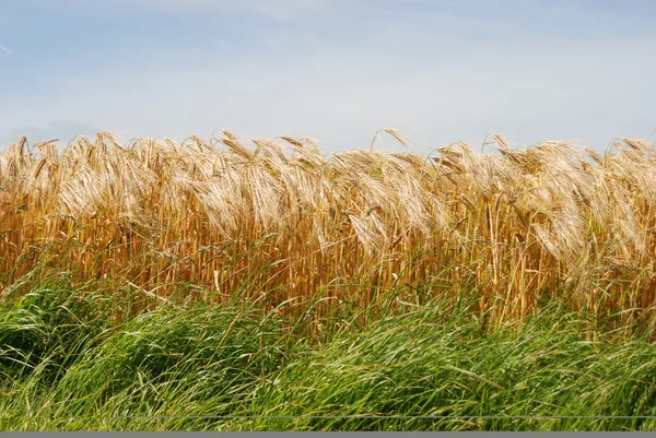 Пшеничные поля Франции — стоковое фото