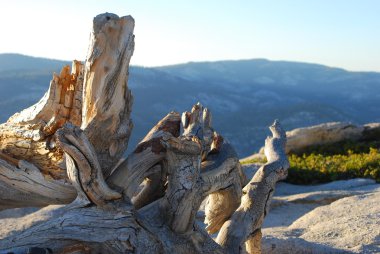 ölü ağaç üstünde belgili tanımlık tepe-in sentinel dome, yosemite