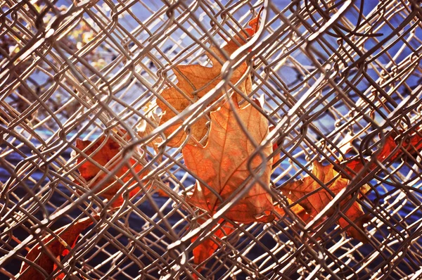 Autumn Fences — Stock Photo, Image