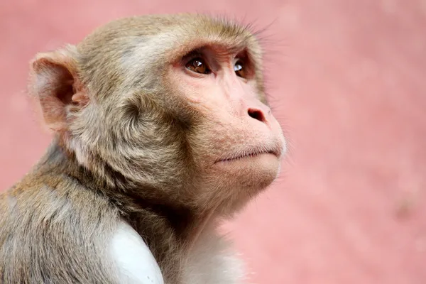 stock image Sad monkey.