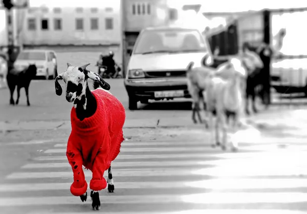 Koza v červený svetr. — Stock fotografie