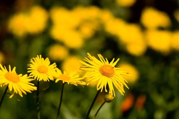 stock image Chamomile plants