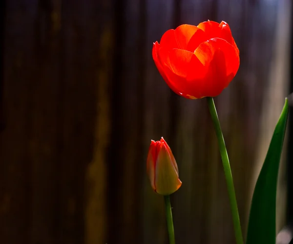 stock image Red tulips