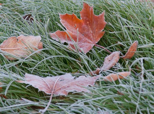 kıraç-frost