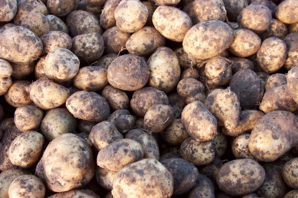 A group of potato — Stock Photo, Image