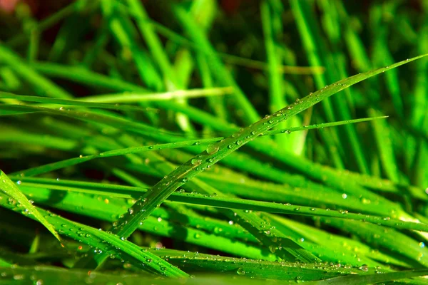 Gouttes de pluie sur les brins d'herbe — Photo