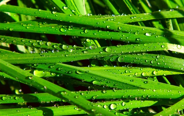 Regentropfen auf Grashalmen — Stockfoto