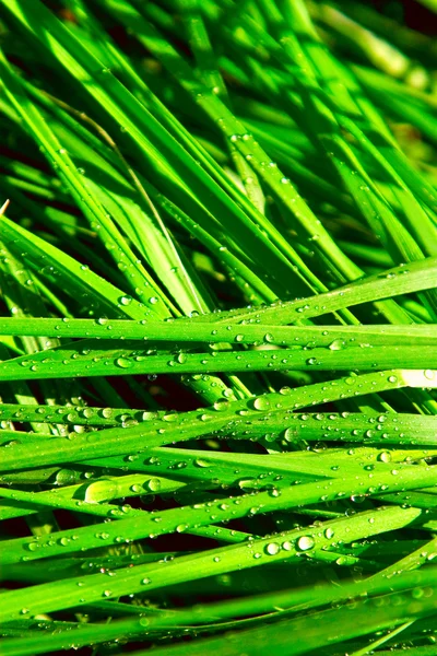 Çim yaprakları üzerine yağmur damlaları — Stok fotoğraf