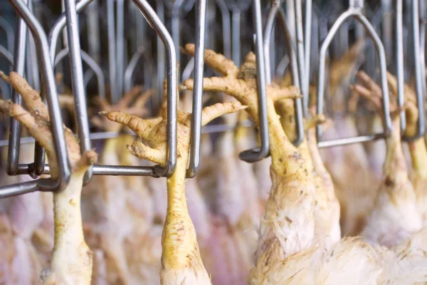 Kyckling fabrik — Stockfoto