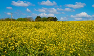 A field of yellow rape seed in Devon against a beautiful blue sky clipart