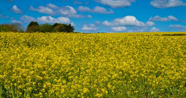 Un campo inglés de semillas de colza amarilla en Devon contra un hermoso cielo azul —  Fotos de Stock