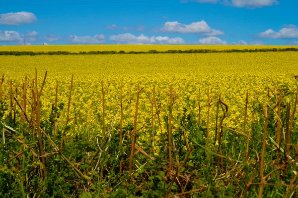 A field of yellow rape seed in Devon — Stock Photo, Image