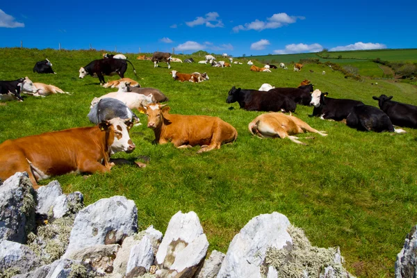 A gyönyörű angol területen legelő tehenek — Stock Fotó