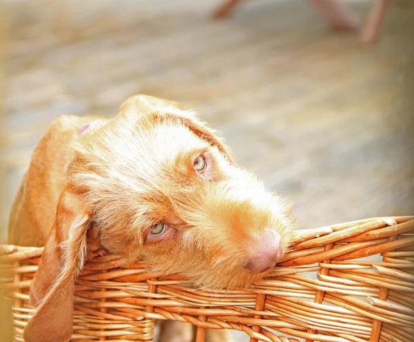 stock image Vizsla Pup