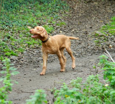 A wirehaired Vizsla in the wood clipart