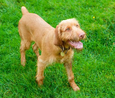 Macar wirehaired vizsla