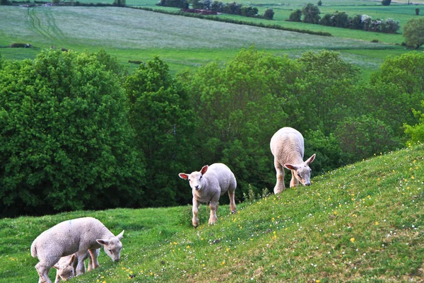 丘の中腹に子羊 — ストック写真