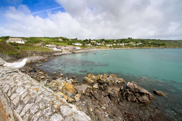 A seagull watches over the bay at Coverack, Cornwall — Stock Photo, Image