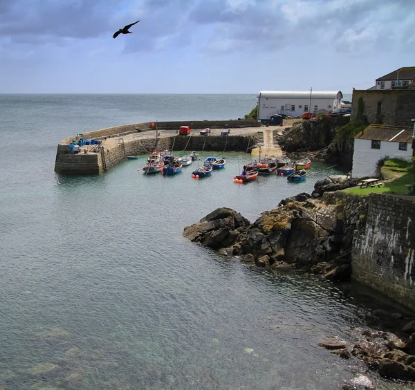 A bird flies over Coverack harbour — Stock Photo, Image
