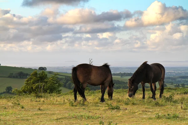 stock image Ponies on a hillside