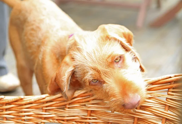 Vizsla Filhote de cachorro mastigar sua cesta — Fotografia de Stock