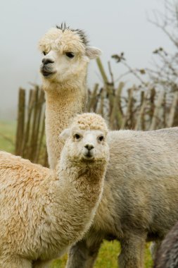 Alpaca mother and baby-5 clipart