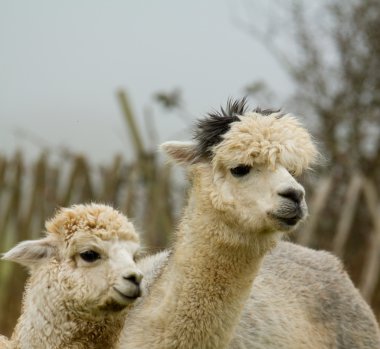 Alpaca mother and baby-3 clipart